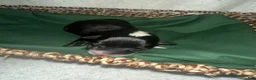 Border Collie dogs for sale: Thunder - Ad 5