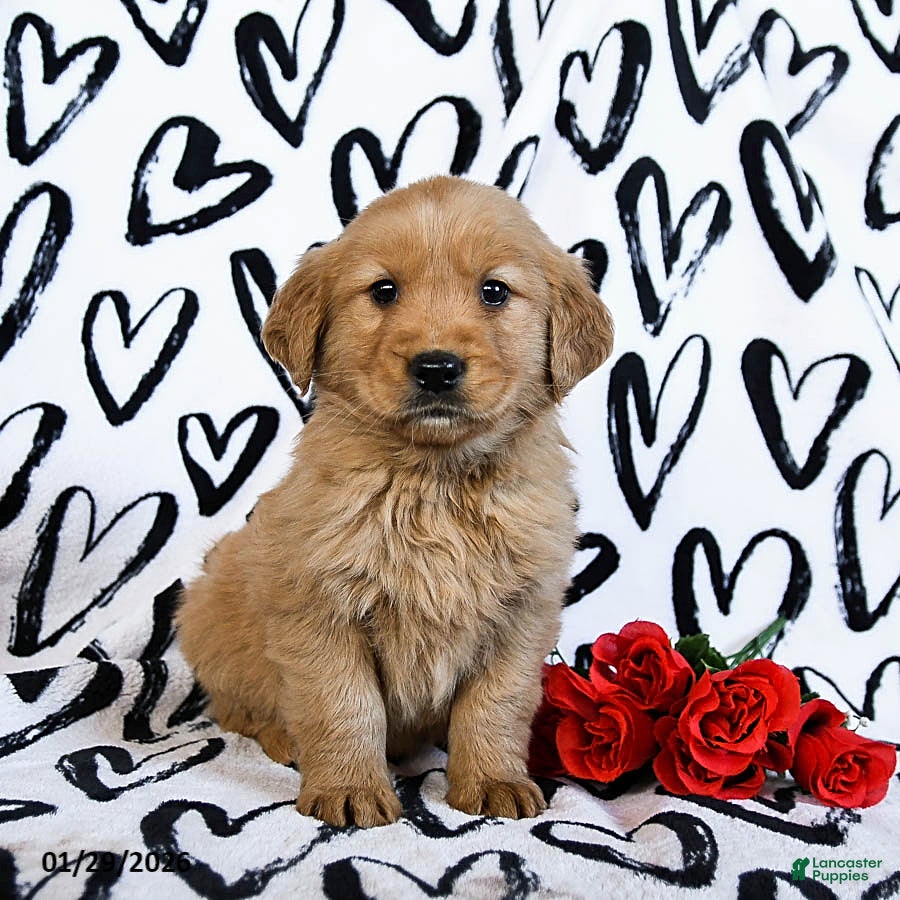 Golden Retriever dogs Lucy - Ad 25