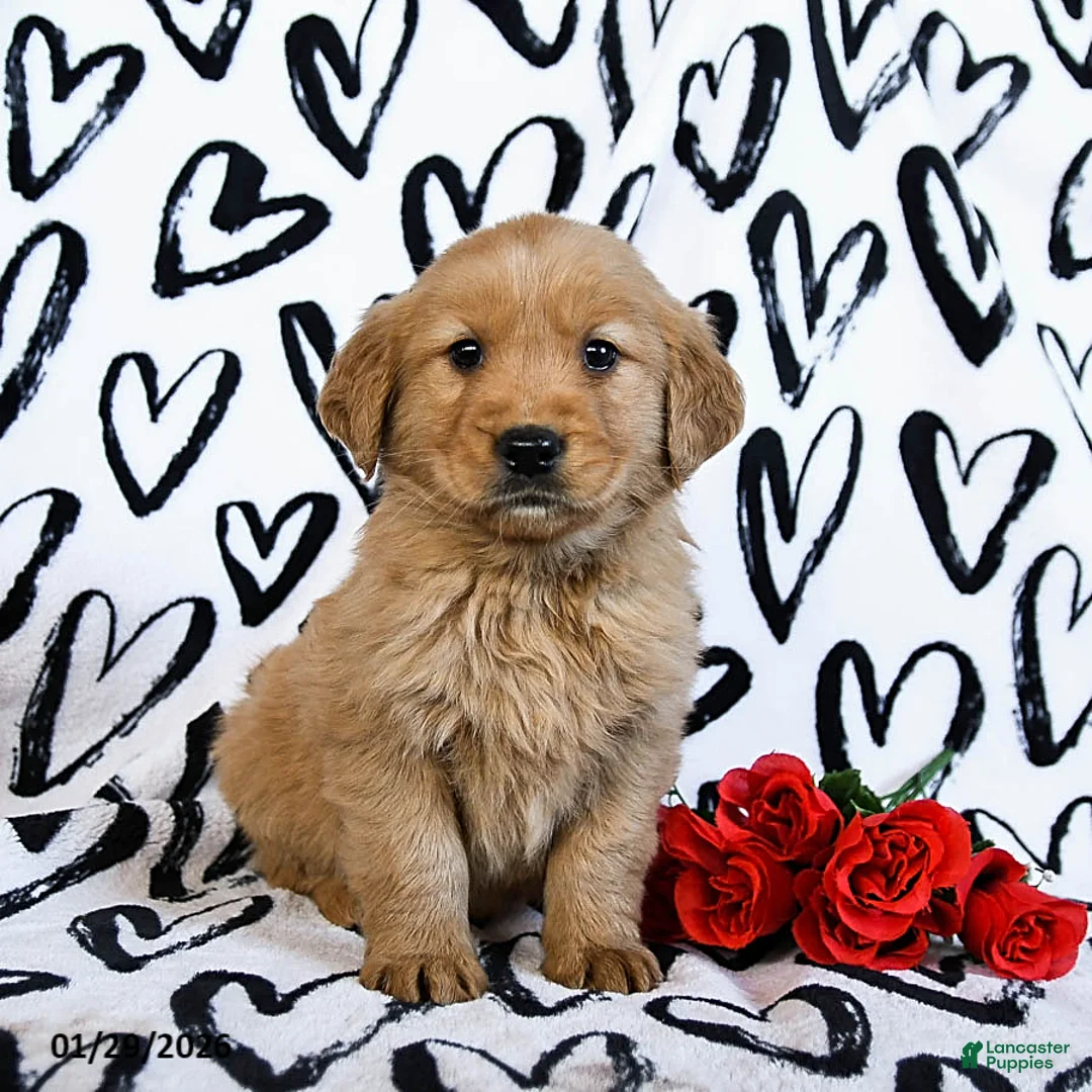 Golden Retriever dogs for sale: Lucy - Ad 1