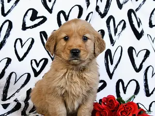 Golden Retriever dogs Lucy - Ad 25