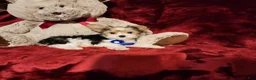 Yorkshire Terrier dogs for sale: JESTER - Ad 9