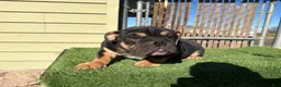 English Bulldog dogs for sale: KINGSTON – Black Tan Tri LOVERBOY in LA, CA - Ad 2