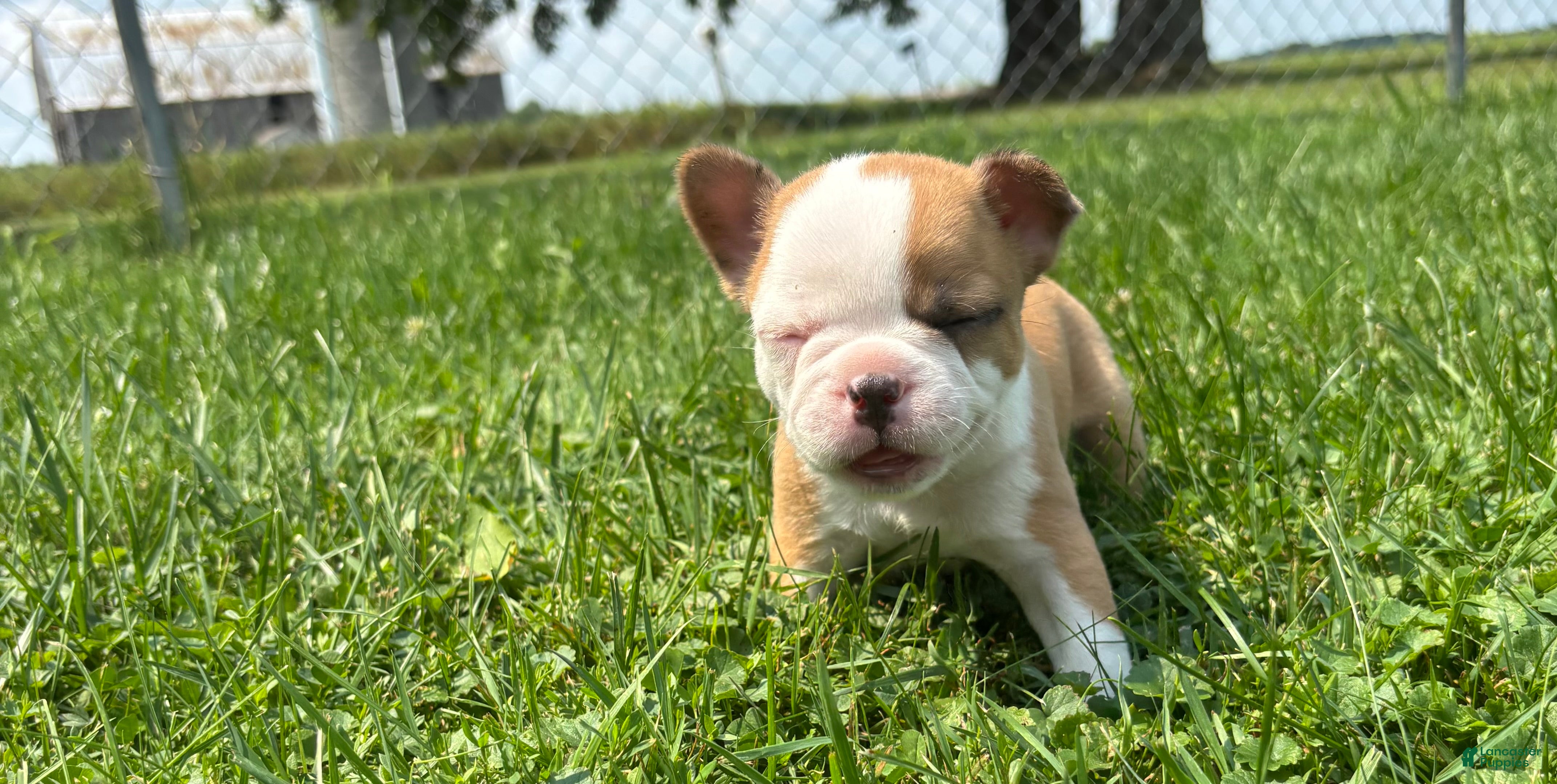 Frenchton dogs Twix - Ad 2