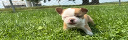 Frenchton dogs for sale: Twix - Ad 2