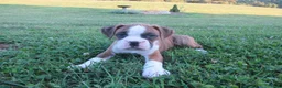 Boxer dogs for sale: Kade - Ad 11