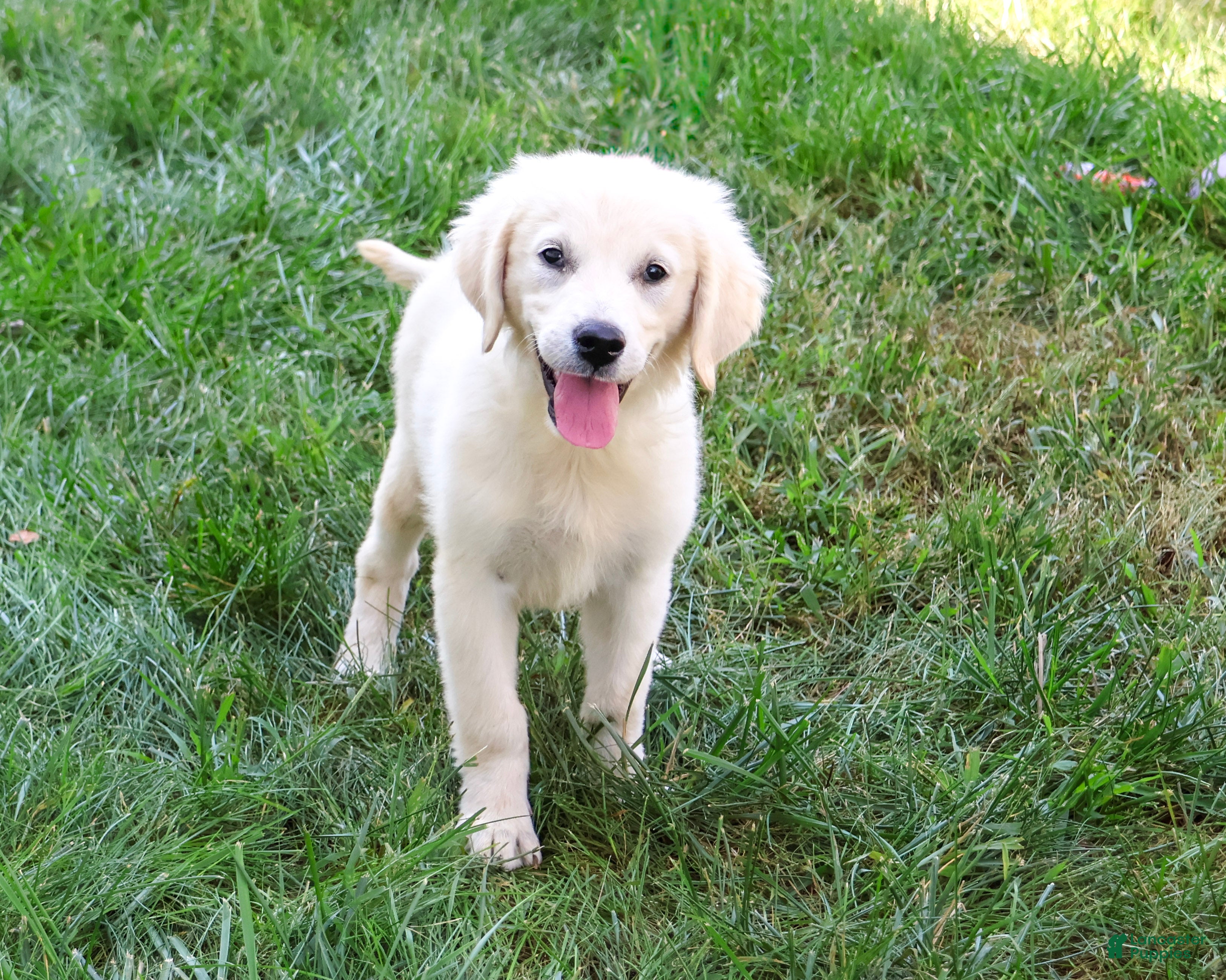 Golden Retriever dogs Twinkle - Ad 41