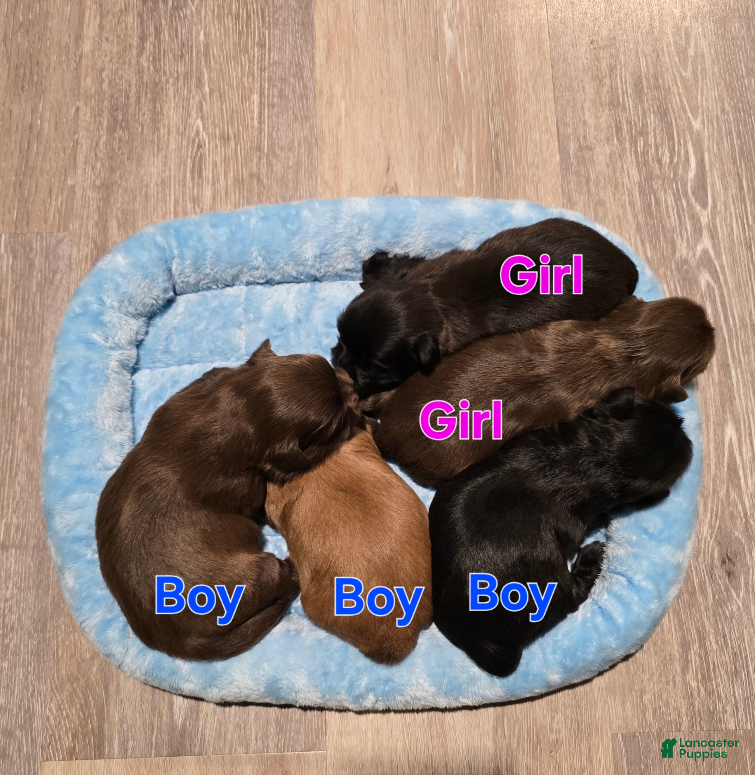 Shih Tzu dogs Shih Tzu Puppy 5 - Ad 32