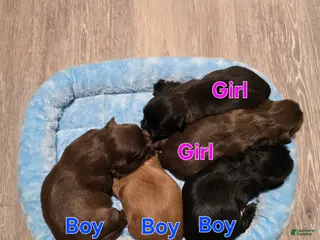 Shih Tzu dogs Shih Tzu Puppy 5 - Ad 41