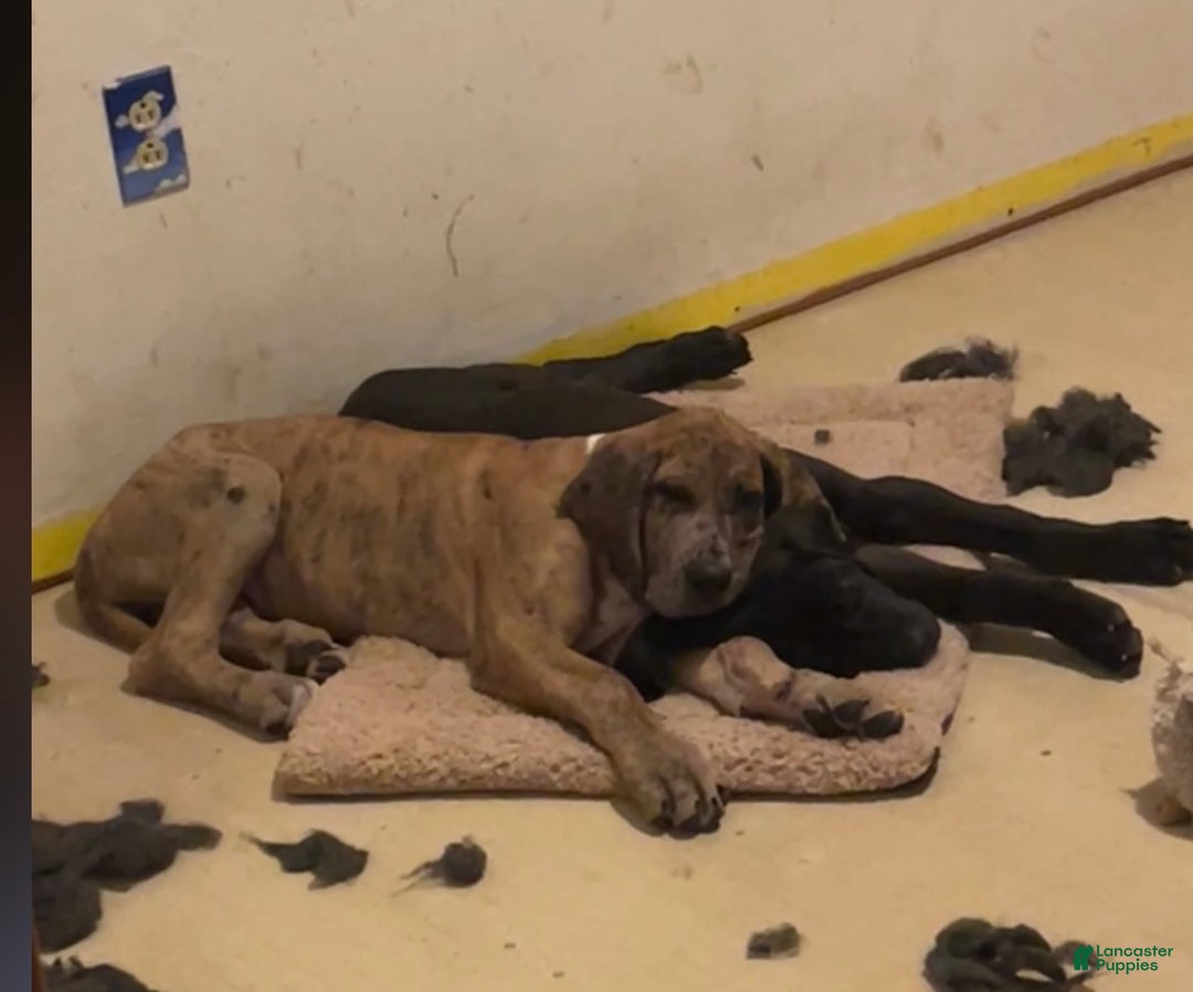 Great Dane dogs for sale: Petal - Ad 6