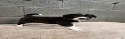 Border Collie dogs for sale: Bridget - Pure Breed Border Collie - Ad 3