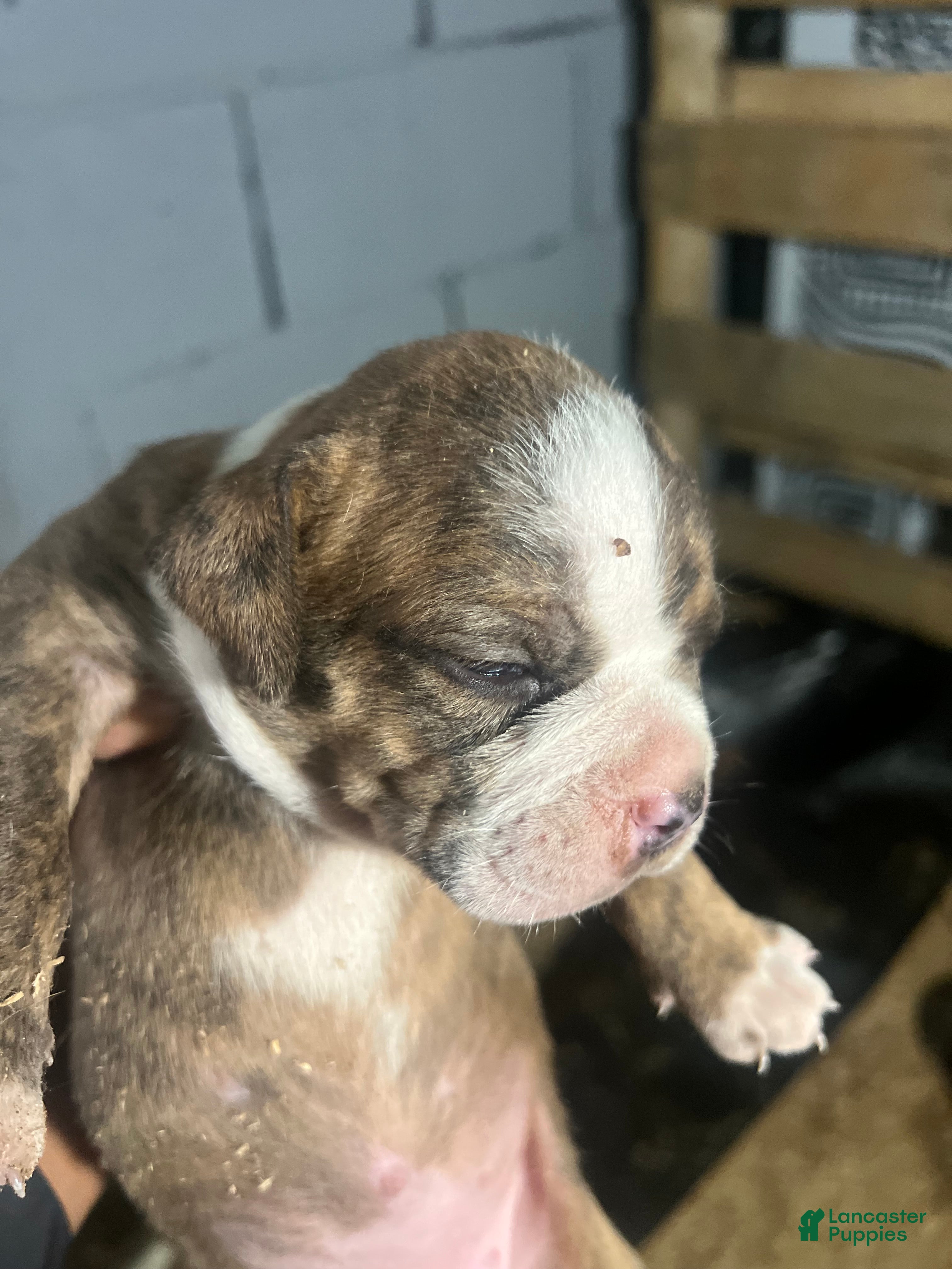 Olde English Bulldogge dogs Brindle and white female-Available  - Ad 29