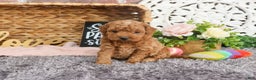 Mini Goldendoodle dogs for sale: Mary - Ad 3