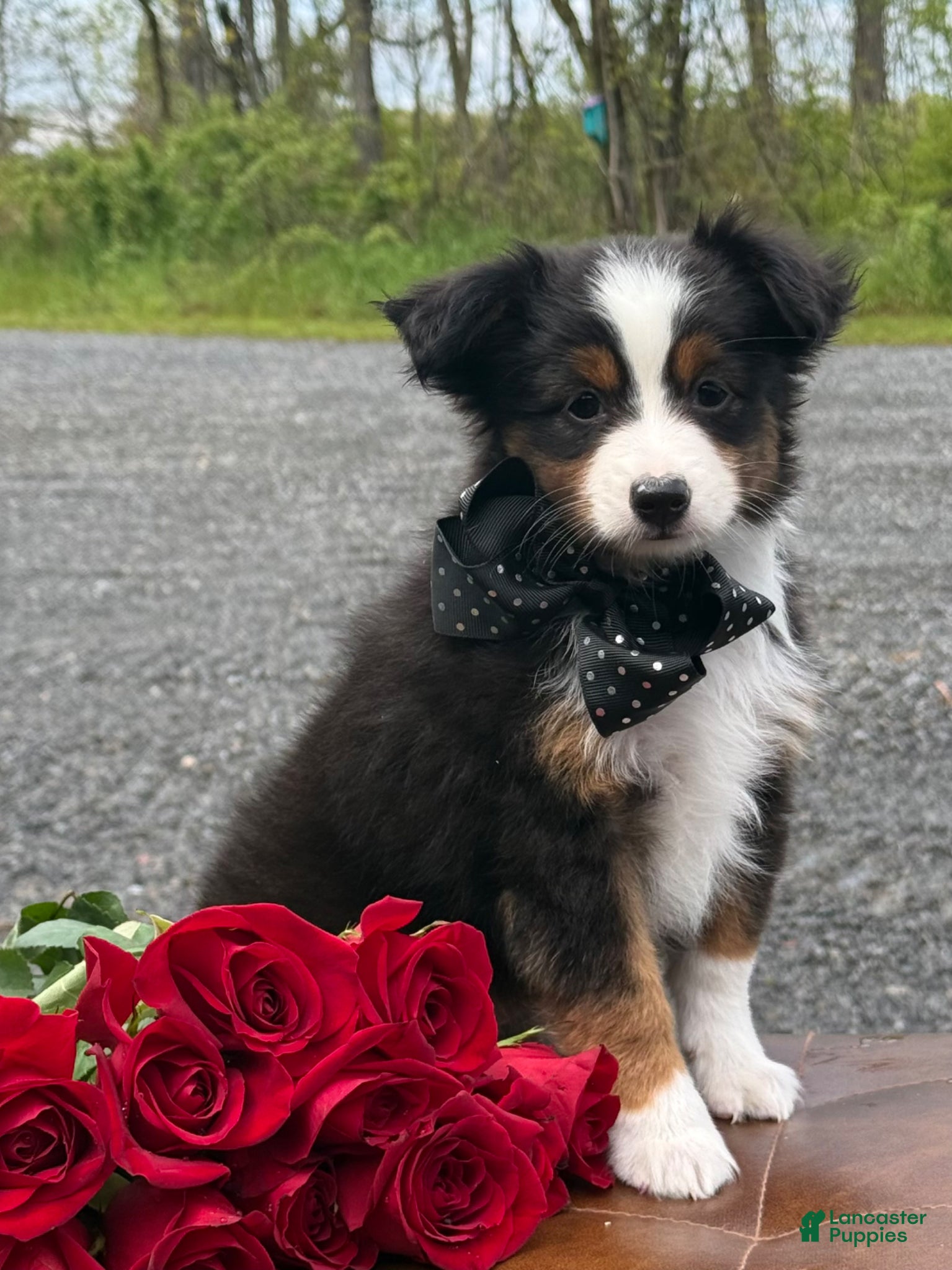 Toy Australian Shepherd dogs Tommy - Ad 2