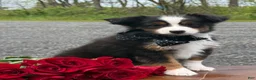 Toy Australian Shepherd dogs for sale: Tommy - Ad 2
