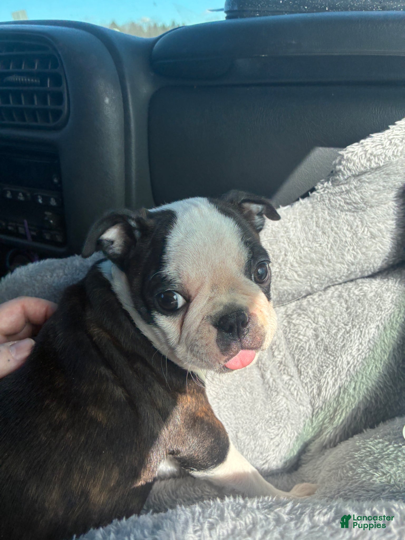 Boston Terrier dogs Boston Terrier Puppy 4 - Ad 1