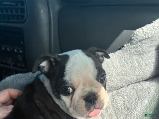 Boston Terrier dogs for sale: Boston Terrier Puppy 4 - Ad 1