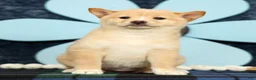 Shiba Inu dogs for sale: Kayla - Ad 3
