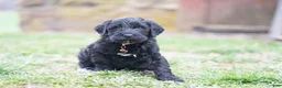 Portuguese Water Dog dogs for sale: Duke - Ad 4