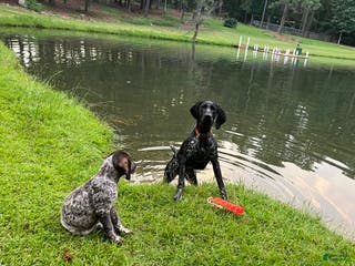 German Shorthaired Pointer dogs Potato - Ad 2