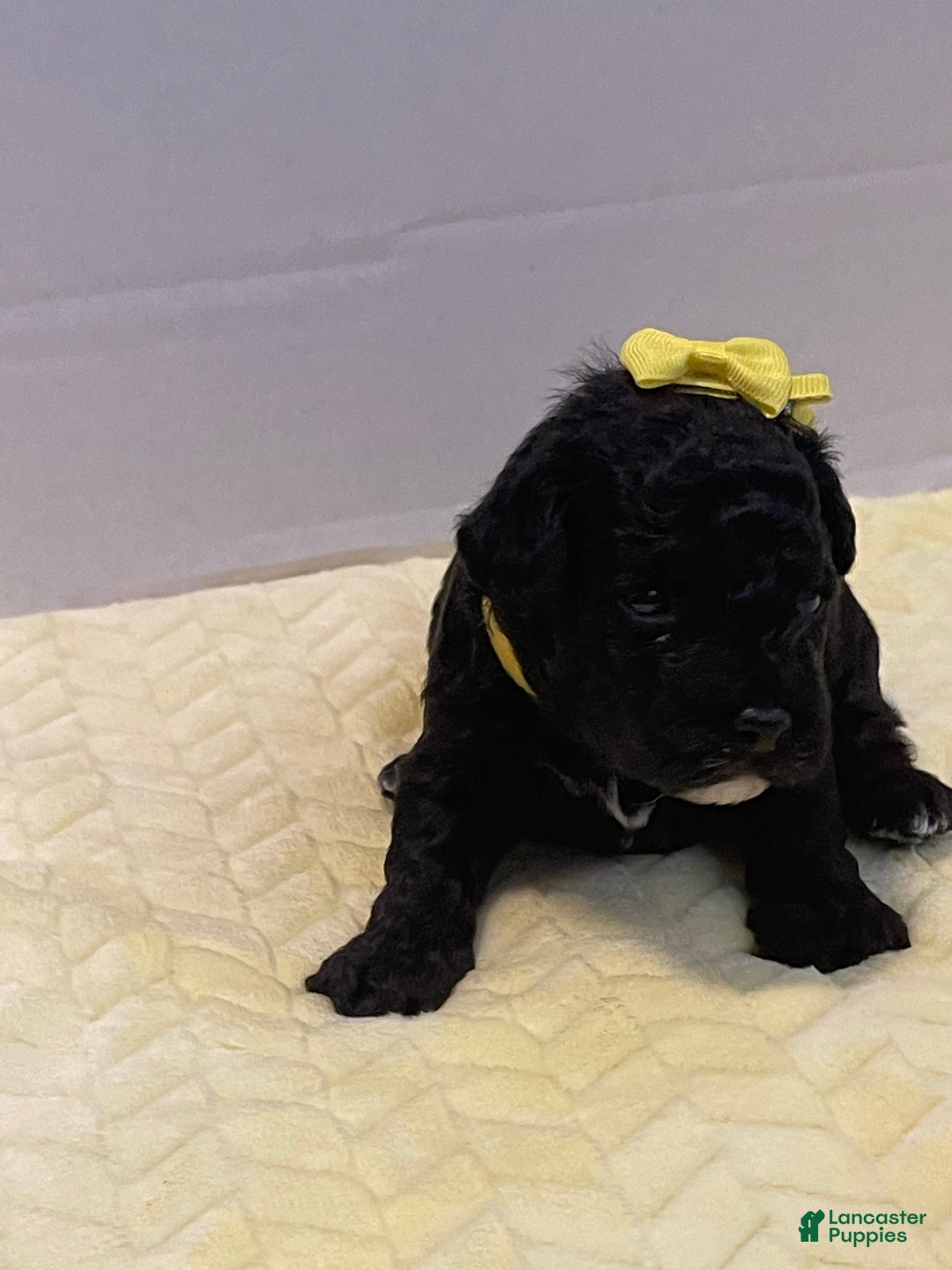 Goldendoodle dogs for sale: Goldendoodle Puppy 5 - Ad 2