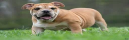 English Bulldog dogs for sale: Hulk - Ad 74