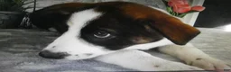 Mixed Breed dogs for sale: Mixed Breed 1 Possum - Ad 4
