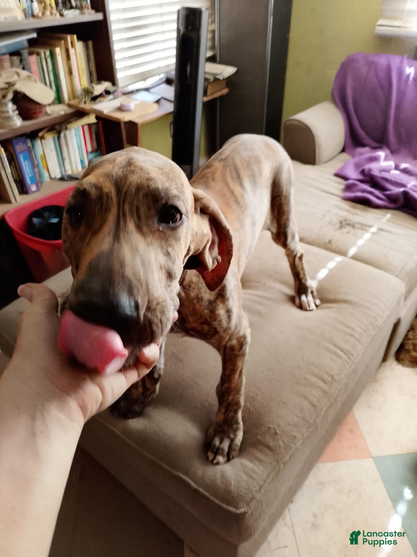 Great Dane dogs Great Dane 6 - Ad 15
