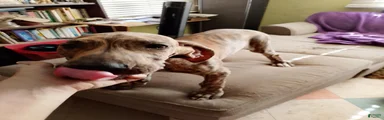 Great Dane 6