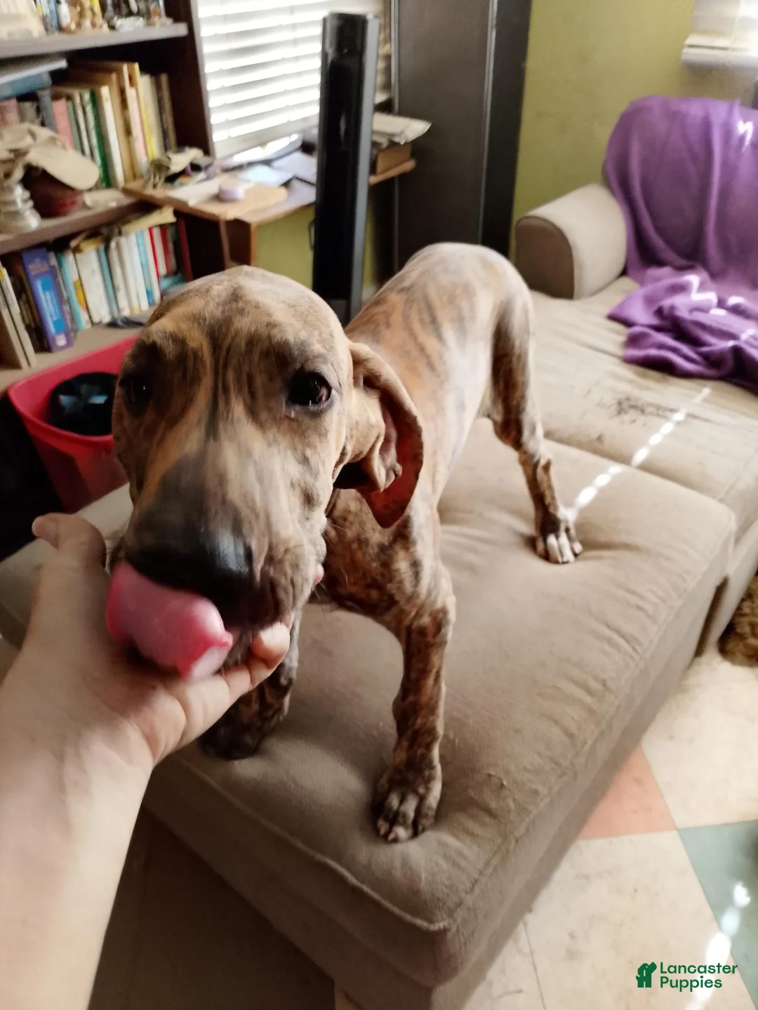 Great Dane dogs for sale: Great Dane 6 - Ad 1