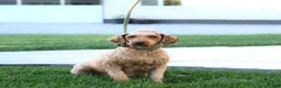 Mini Goldendoodle dogs for sale: Toby  - Ad 6