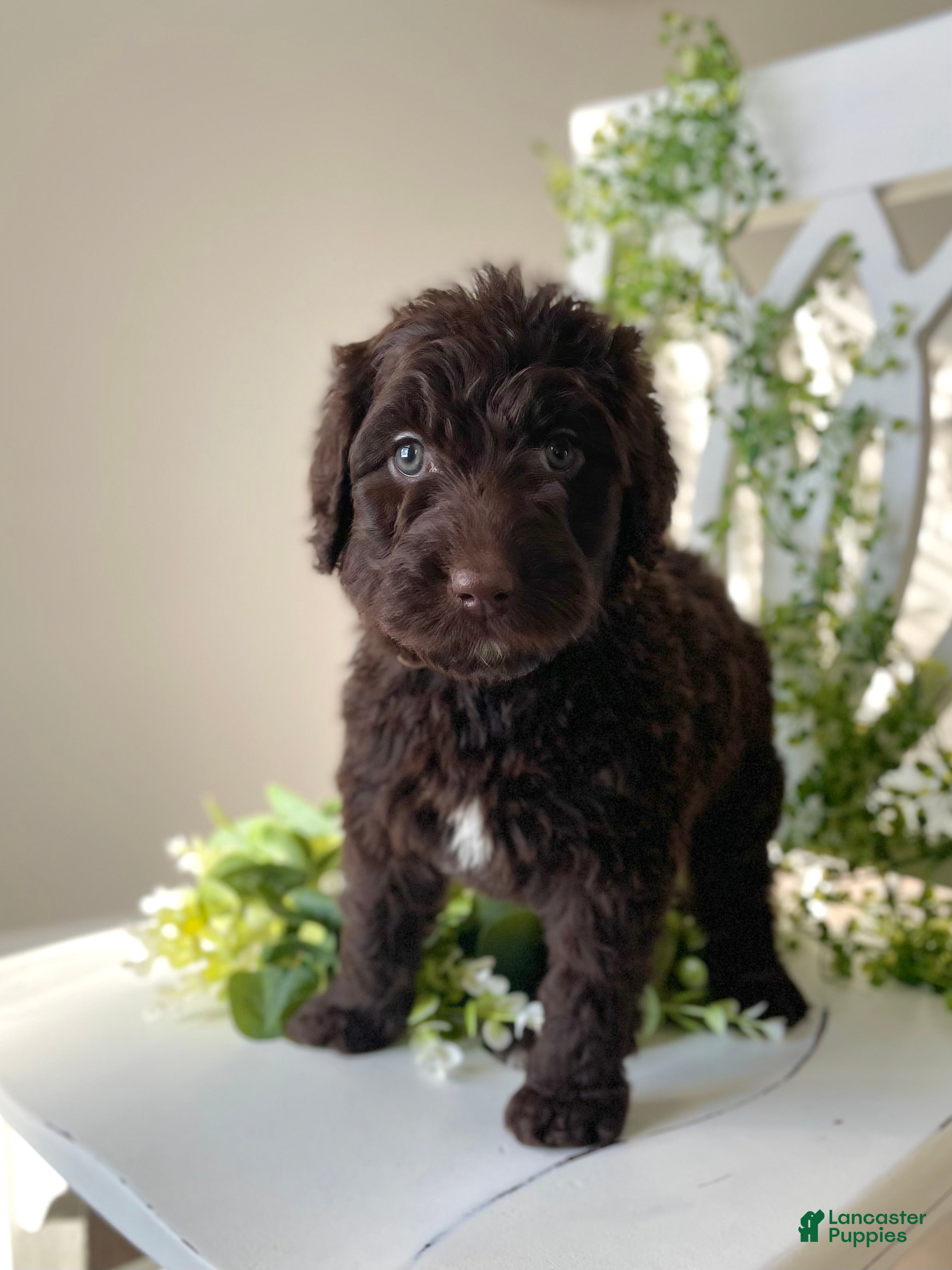 Goldendoodle dogs Ms yellow - Ad 26