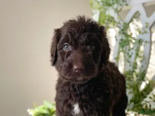 Goldendoodle dogs Ms yellow - Ad 26