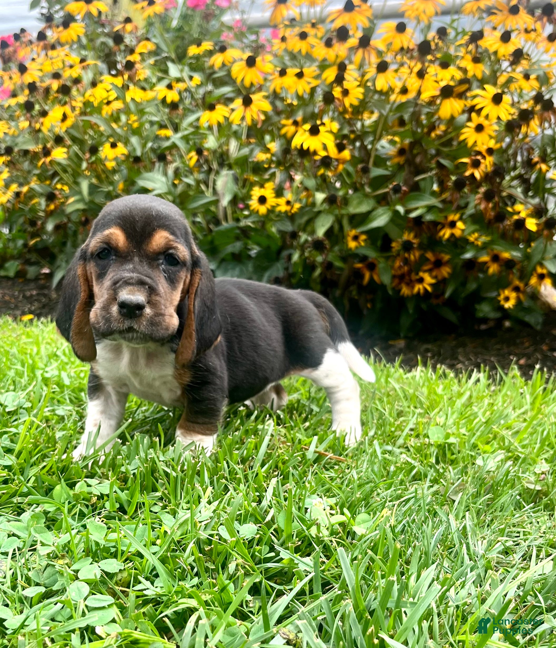 Basset Hound dogs Butter❤️AKC Registered - Ad 1