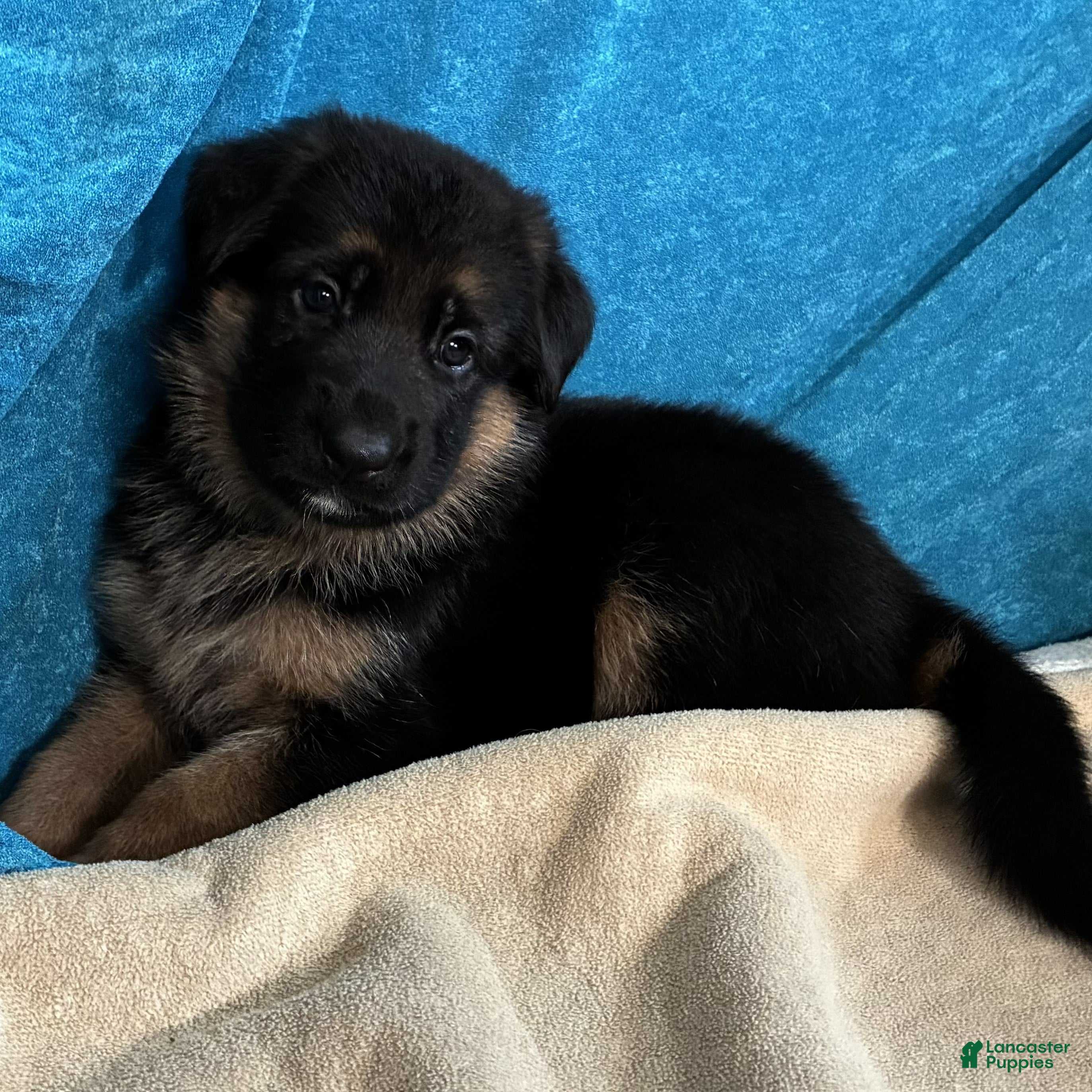 German Shepherd dogs Veronica - Ad 1