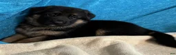 German Shepherd dogs for sale: Veronica - Ad 11