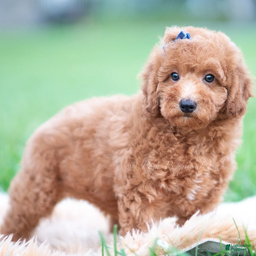 Mini Goldendoodle dogs for sale: Beau  - Ad 2
