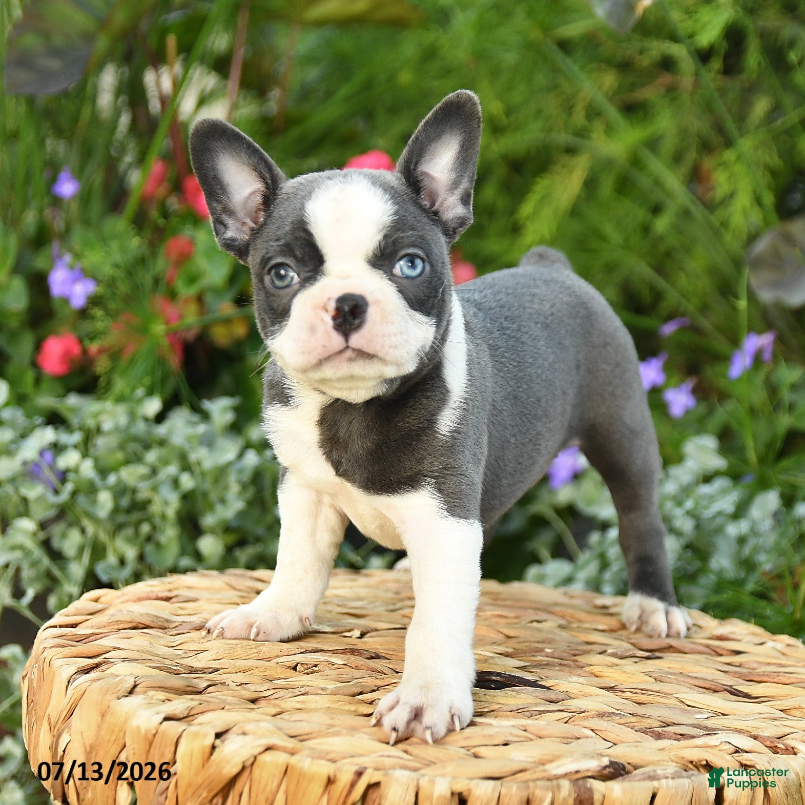 Boston Terrier dogs Amy - Ad 1