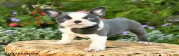 Boston Terrier dogs for sale: Amy - Ad 1