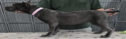 Cane Corso dogs for sale:  Light Pink Girl - Ad 1