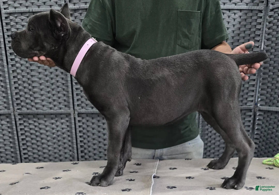 Cane Corso dogs for sale:  Light Pink Girl - Ad 1