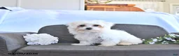 Maltese dogs for sale: Romeo EXTRA SMALL - Ad 8