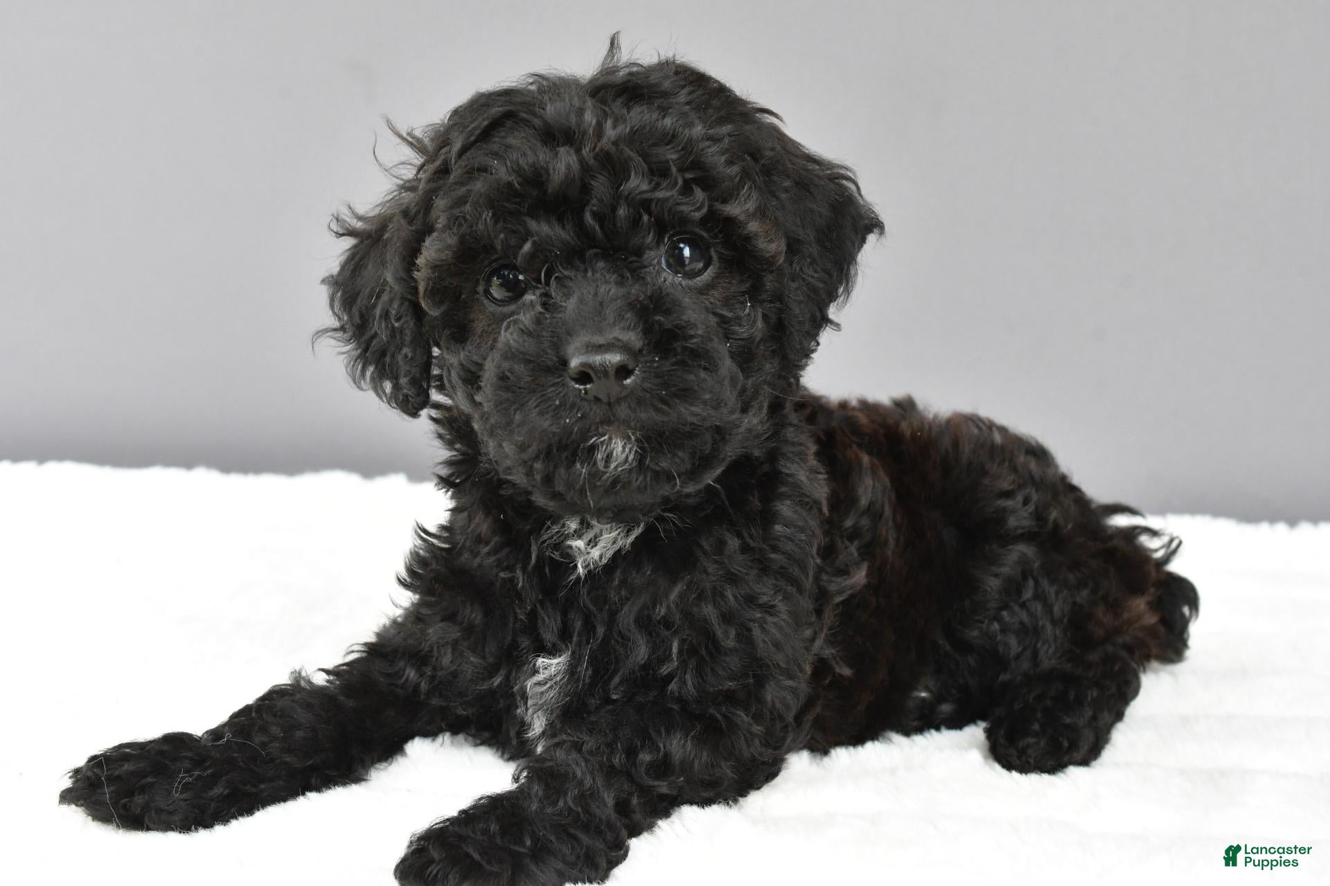 Cockapoo dogs for sale: Maddie - Ad 1