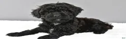 Cockapoo dogs for sale: Maddie - Ad 1