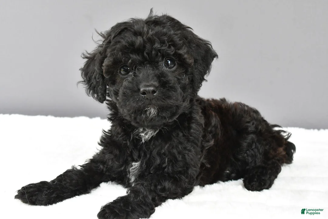 Cockapoo dogs for sale: Maddie - Ad 1