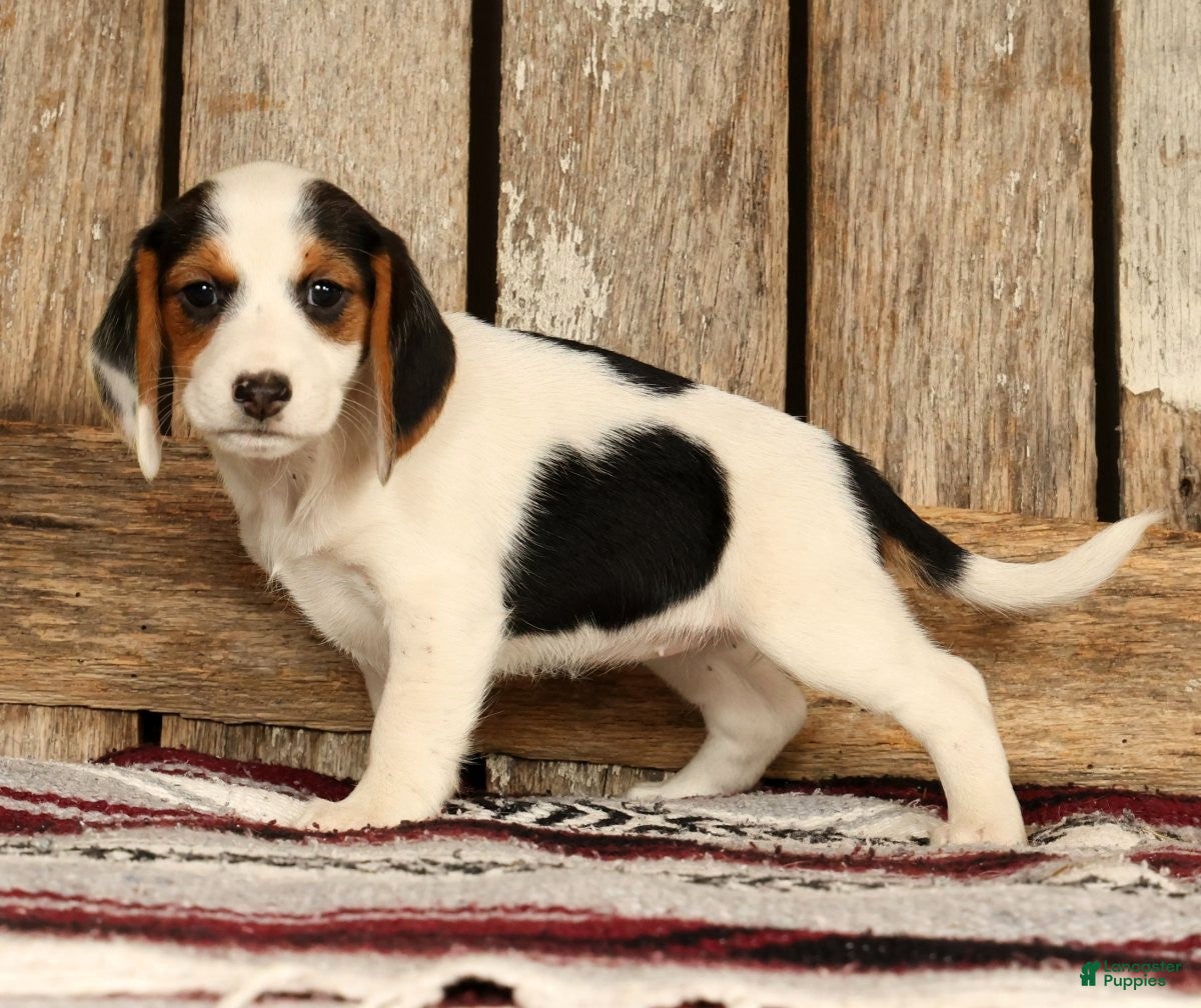 Beagle dogs Candy - Ad 1