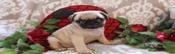 Pug dogs for sale: Clint - Ad 12