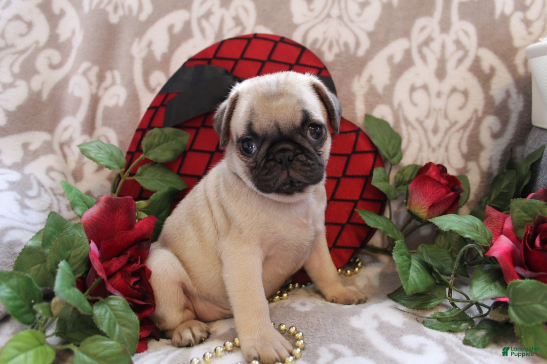 Pug dogs for sale: Clint - Ad 12