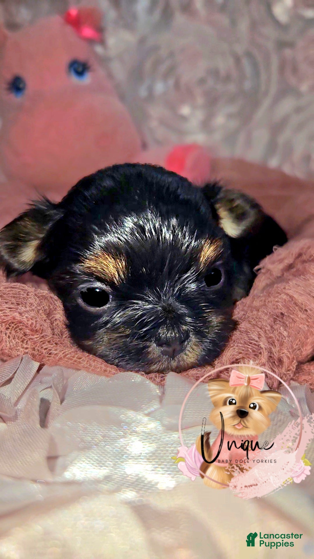 Yorkshire Terrier dogs Yorkshire Terrier Puppy 3 - Ad 1