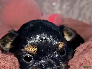 Yorkshire Terrier dogs for sale: Yorkshire Terrier Puppy 3 - Ad 1