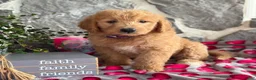Goldendoodle dogs for sale: Nana - Ad 1